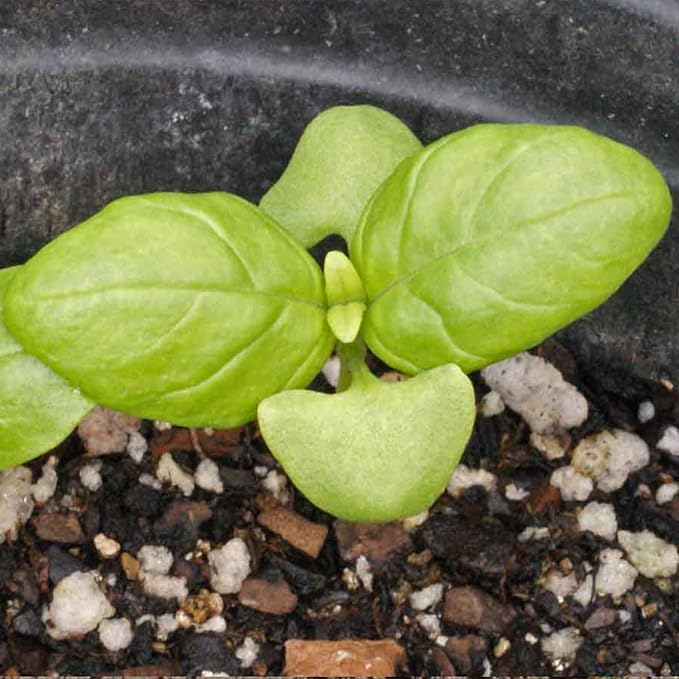 Seed Needs Italian Large Leaf Basil Seeds for Planting - Non-GMO, Heirloom & Untreated - Organically Grow an Indoor or Outdoor Home Grown Herb Garden (5 Packs)