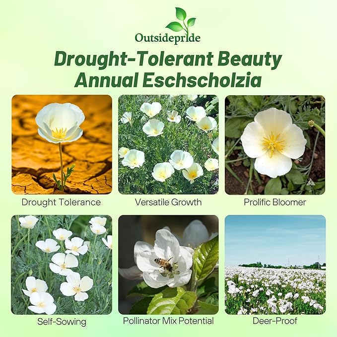 Outsidepride 1 lb. Annual Eschscholzia California Poppy White Linen Wild Flower Seeds
