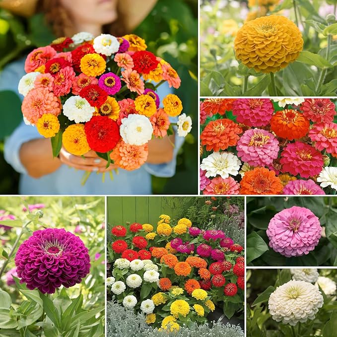 Zinnia Seeds Mix, 1 Oz, Over 3,000 Flowers Seeds, 5 Varieties Garden Seeds (Pink, Yellow, Orange, White, Purple), Mixed Colors and Large Blooms, Seeds for Planting, Open Pollinated - Bulk