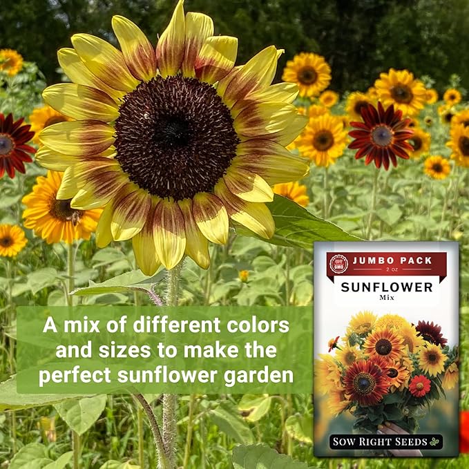 Sow Right Seeds - Bulk Mixed Sunflower Seeds for Planting - 2 Ounce, 1700 Seeds - Non-GMO Heirloom Jumbo Pack with Instructions - Great Wedding/Party Favor - Grow Loads of Bright and Giant Sunflowers