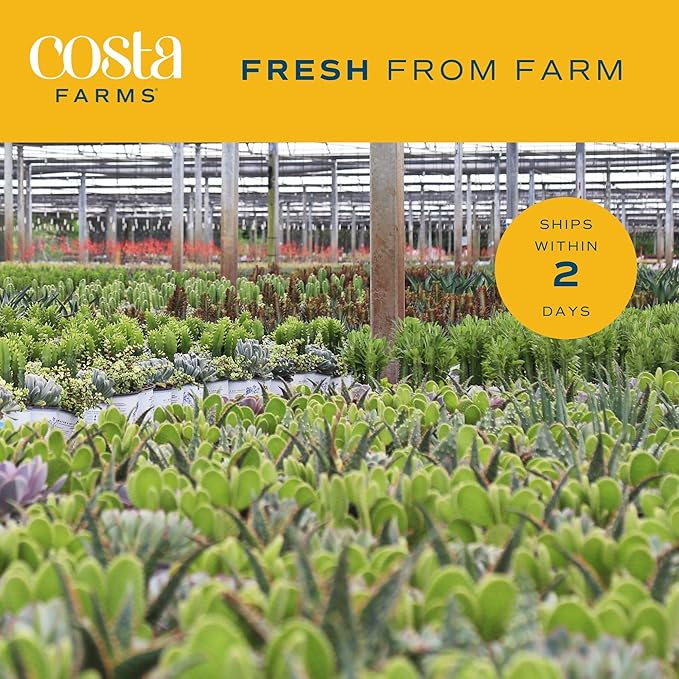 Costa Farms Bamboo Palm, Easy to Grow Houseplant, Live Indoor Plant Potted in Decor Plant Pot, Room or Office Decor, 3-4 Feet Tall