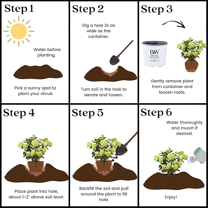 Little Lime Hydrangea 2 Gal, Green to Pink Blooms