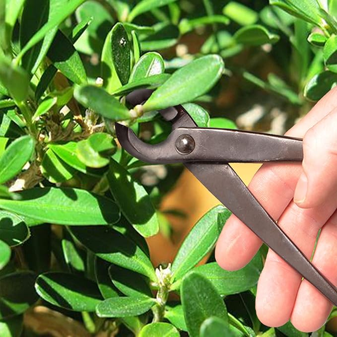 BambooMN Bonsai Basics Set - 8" Concave Cutter, 7" Heavy Duty Shear - 10 Sets