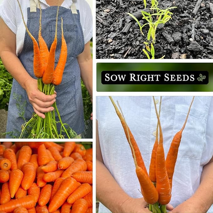 Sow Right Seeds - Red Cored Chantenay Carrot Seeds for Planting - Non-GMO Heirloom Packet with Instructions to Plant an Outdoor Home Vegetable Garden - Golden-Orange with Rare Bright Colored Core (1)
