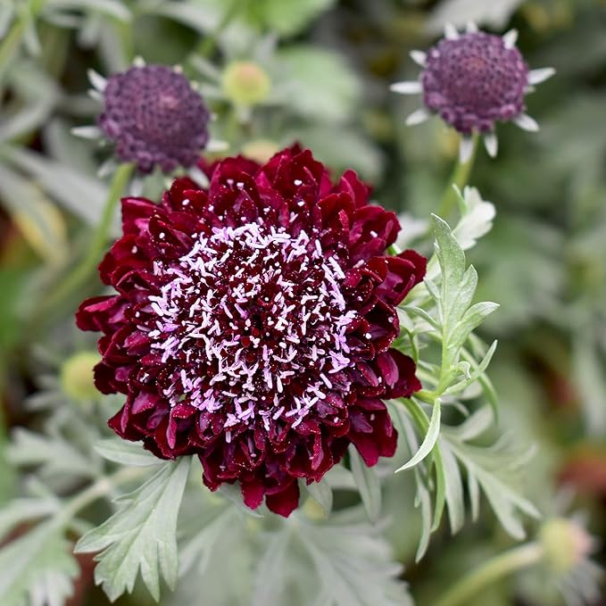 Outsidepride 200 Seeds Perennial Red Scabiosa Pincushion Flower Seeds for Planting