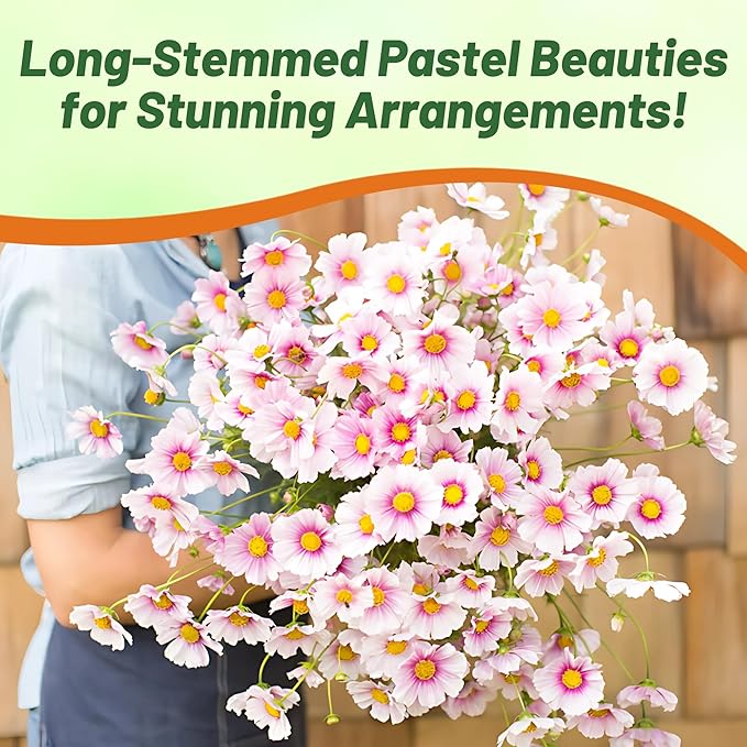 Outsidepride 1000 Seeds Annual Cosmos Bipannatus Day Dream Pink Cut Flower Seeds for Planting
