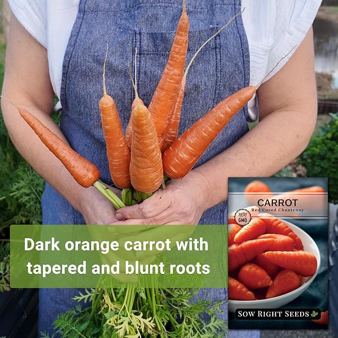Sow Right Seeds - Red Cored Chantenay Carrot Seeds for Planting - Non-GMO Heirloom Packet with Instructions to Plant an Outdoor Home Vegetable Garden - Golden-Orange with Rare Bright Colored Core (1)