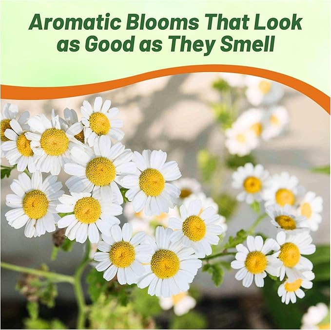 Outsidepride 25000 Seeds Perennial Roman Chamomile Herb Garden Seed for Planting