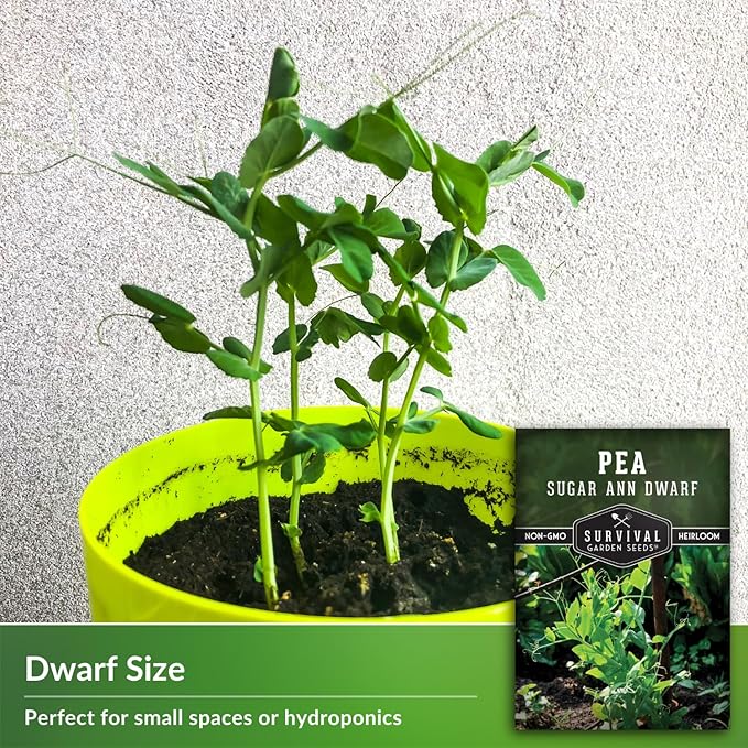 Sugar Ann Dwarf Pea Seed for Planting - 2 Packets with Instructions to Plant and Grow Sweet Snap Peas in Your Home Vegetable Garden - Non-GMO Heirloom Variety - Survival Garden Seeds