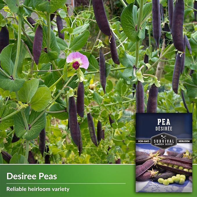 Desiree Pea Seed for Planting - 3 Packets with Instructions to Plant and Grow Delicious Purple-Podded Snap Peas in Your Home Vegetable Garden - Non-GMO Heirloom Variety - Survival Garden Seeds