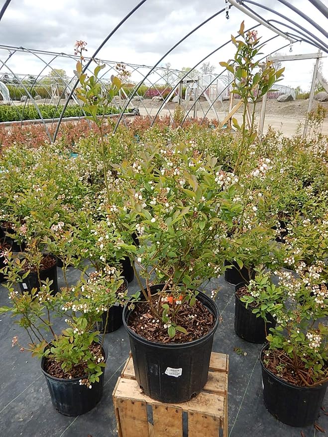 Vaccinium corymbosum 'Bluegold' (HighBush Blueberry) Edible-Shrub, #3 - Size Container