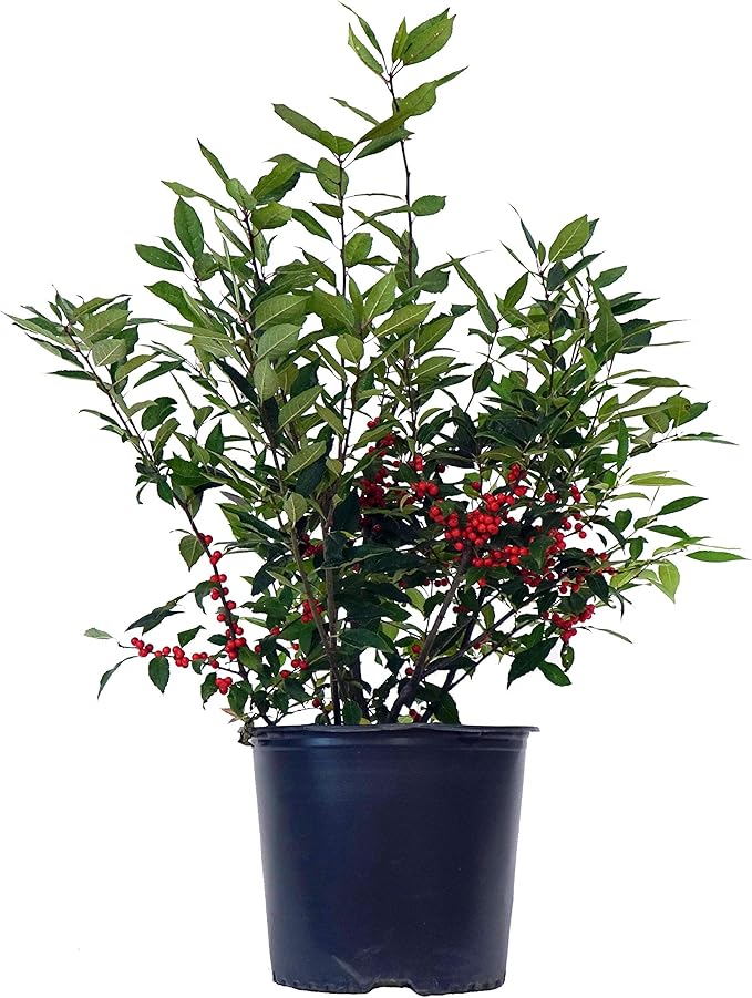 Ilex verticillata 'Winter Red' (Winterberry) Shrub, sm bright red fruit, 3 - Size Container