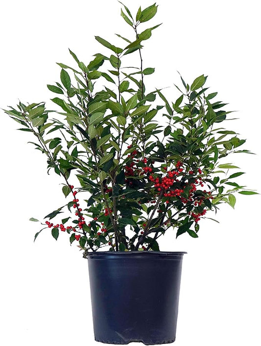 Ilex verticillata 'Winter Red' (Winterberry) Shrub, sm bright red fruit, 3 - Size Container
