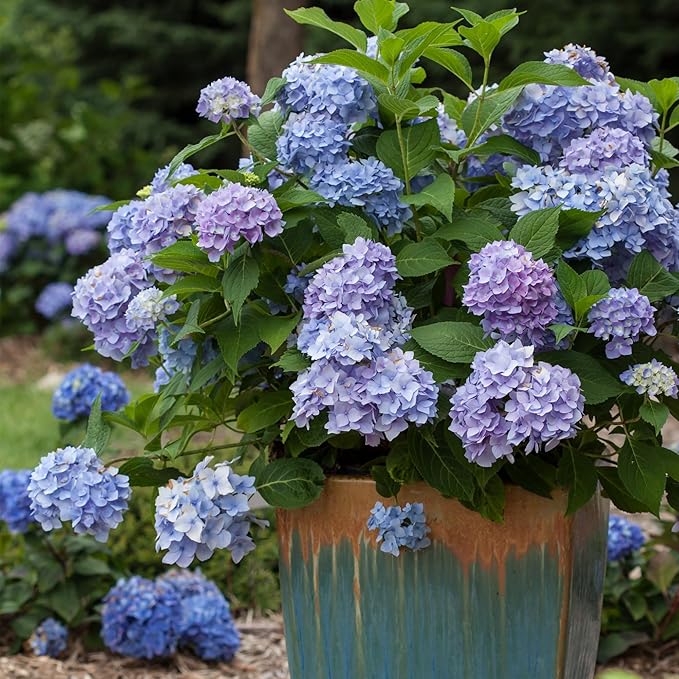 Endless Summer Original Hydrangea, 1 Gal, Blue
