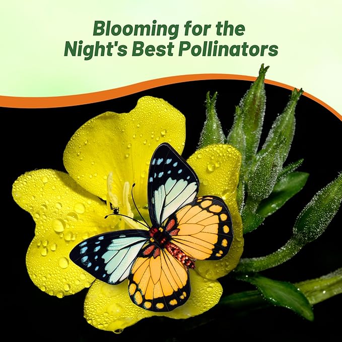 Outsidepride 5 lb. Annual Oenothera Lamarckiana Evening Primrose Wild Flower Seeds for Planting