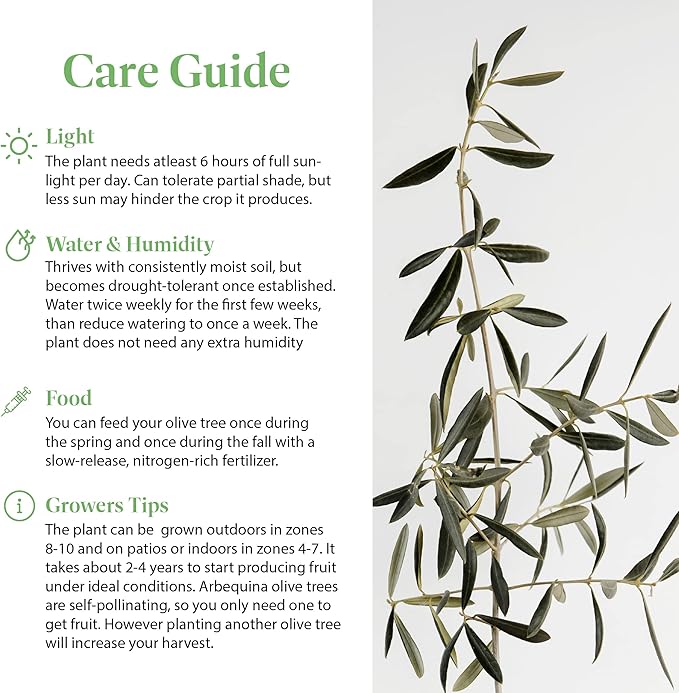 American Plant Exchange Live Arbequina Olive Tree, Fruit Bearing, Plant Pot for Home and Garden Decor, 5" Pot