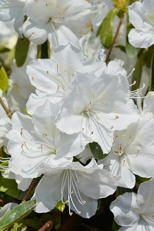 Azalea 'Delaware Valley White' (Azalea) Shrub, white flowers, #3 - Size Container