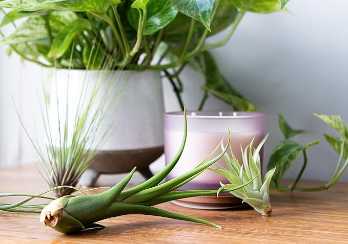 Air Plant Low Light House Plants Box (3PK) Tillandsia Air Plants Live Houseplants Live Indoor Plants Live Succulents Plants Live Terrarium Plants Live, Air Plant Holder Airplant Kit by Plants for Pets