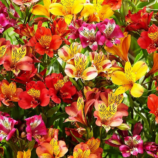 30+ Mixed Alstroemeria Seeds for Planting Outdoors-Perennial Peruvian Lily Flowers Planting for Garden Borders Containers Deer Resistant