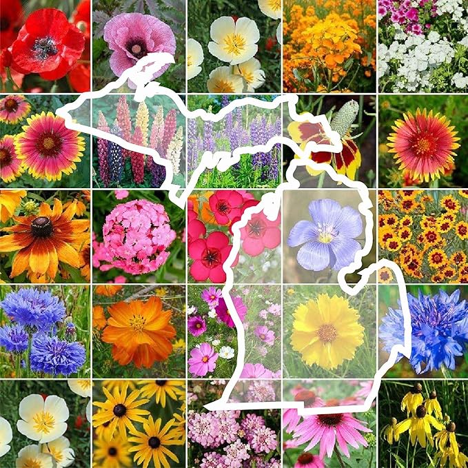 Eden Brothers Michigan Wildflower Mixed Seeds for Planting, 1 lb, 480,000+ Seeds with Cornflower, Sweet William, Cosmos | Attracts Pollinators, Plant in Spring or Fall, Zones 3, 4, 5, 6, 7, 8, 9, 10