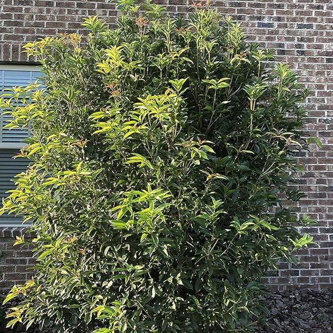 Shrub Tea Olive Osmanthus 2.25 Gal, White Blooms