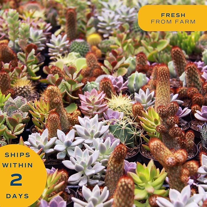 Costa Farms Mini Haworthia Succulent Fully Rooted Live Indoor Plant 6-Inches Tall, in Kokedama Ball| Valentines Day Gift | Valentines Day Decoration