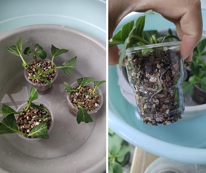 10QT Organic Vermiculite Granules for Plants and Gardening