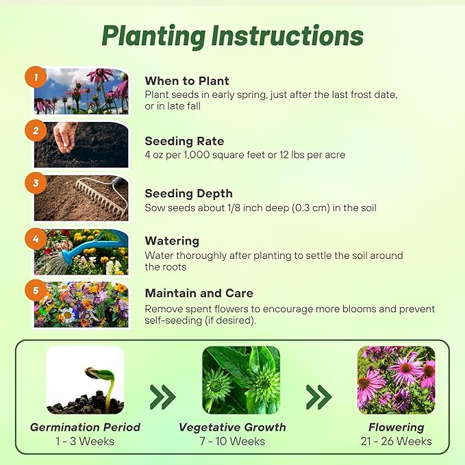 Outsidepride 1/4 lb. Perennial Echinacea Purple Coneflower Wild Flower Seed for Planting