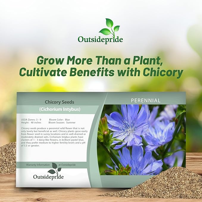 Outsidepride 1 lb. Perennial Chicory Flower Seeds for Planting