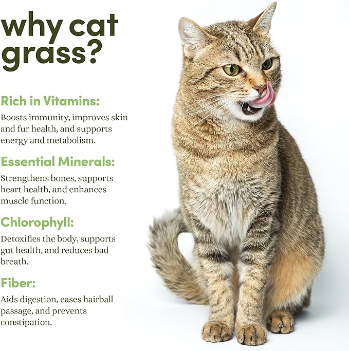 Grow Your Own Cat Grass for Indoor Cats Kit - 3 Complete Growing Kits - Plant Seeds, Pets Health Supplies Stuff - Gift for Pet Lover