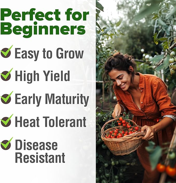 HOME GROWN Large Red Cherry Tomato Seeds 2 Pack (Solanum lycopersicum) - Approx.1000 Non-GMO Heirloom Tomato Seeds for Planting Vegetable Seeds for Homesteading, Sustainable Living, and Home Gardening