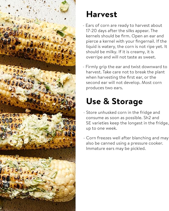 Burpee On Deck Sweet Corn Seeds 50 seeds