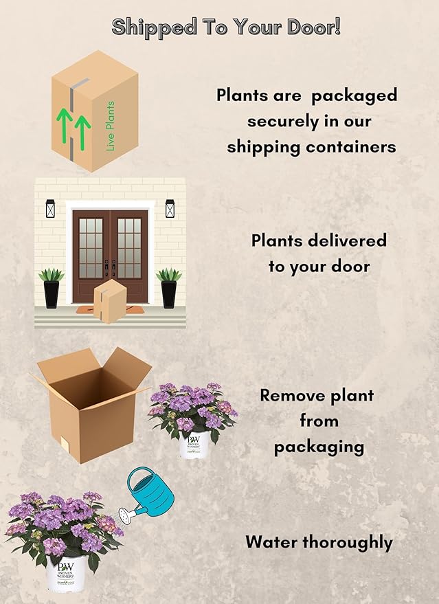 2 Gallon Proven Winners Hydrangea Let's Dance Can Do Shrub