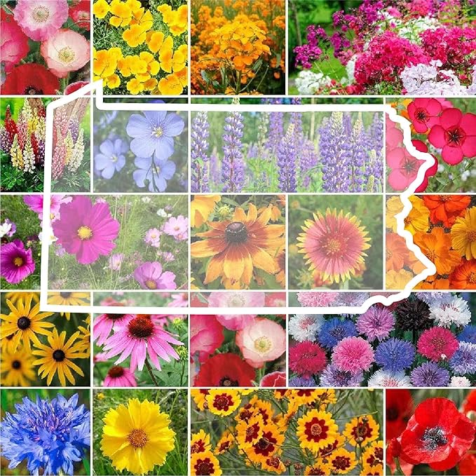 Eden Brothers Pennsylvania Wildflower Mixed Seeds for Planting, 5 lbs, 2,400,000+ Seeds with Coreopsis, Lupine | Attracts Pollinators, Plant in Spring or Fall, Zones