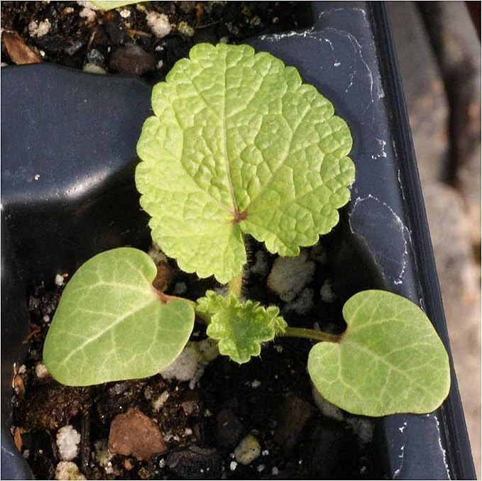 Seed Needs, Black Hollyhock Seeds - 100 Heirloom Seeds for Planting Alcea rosea - Great for Gothic Gardens, Open Pollinated Biennial That Attracts Pollinators (2 Packs)