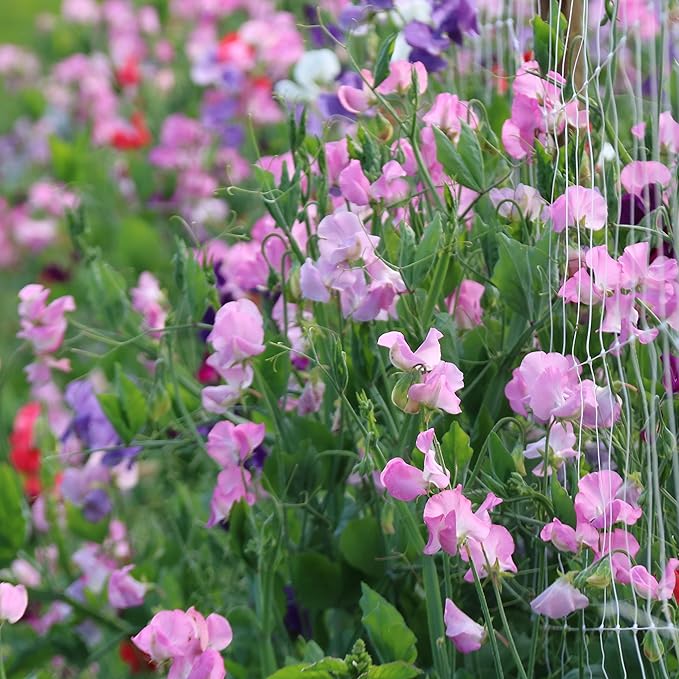 The Old Farmer's Almanac Sweet Pea Seeds (Knee High Mix) - Approx 10 Flower Seeds - Premium Non-GMO, Open Pollinated, USA Origin