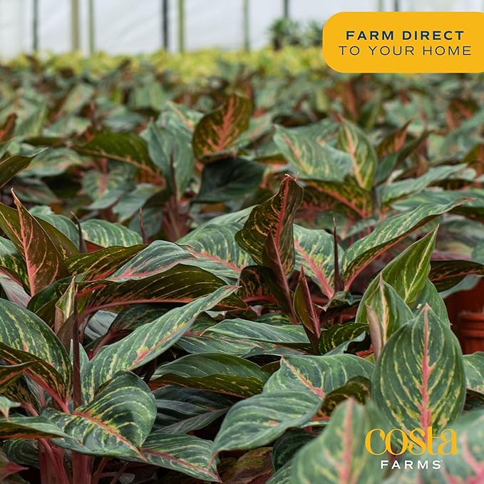 Costa Farms Chinese Evergreen, Red, Easy to Grow Live Indoor Plant Aglaonema, Houseplant Potted in Indoors Garden Plant Pot, Potting Soil Mix, Gift for New Home, Office, or Home Décor, 1-2 Feet Tall