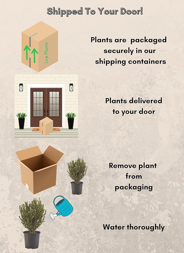 Shrub Wintergreen Boxwood 2.5 Qt, 1 Gallon, Green Foliage