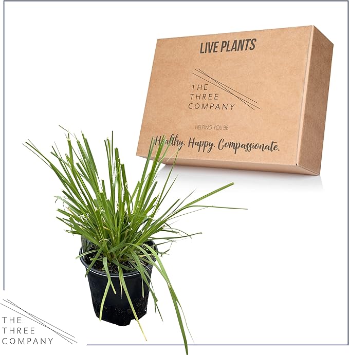 Live Ornamental Perennial Grass - Pink Pampas - Showy Accent Plant - 12" Tall by 6" Wide in 1.5 Quart Pot