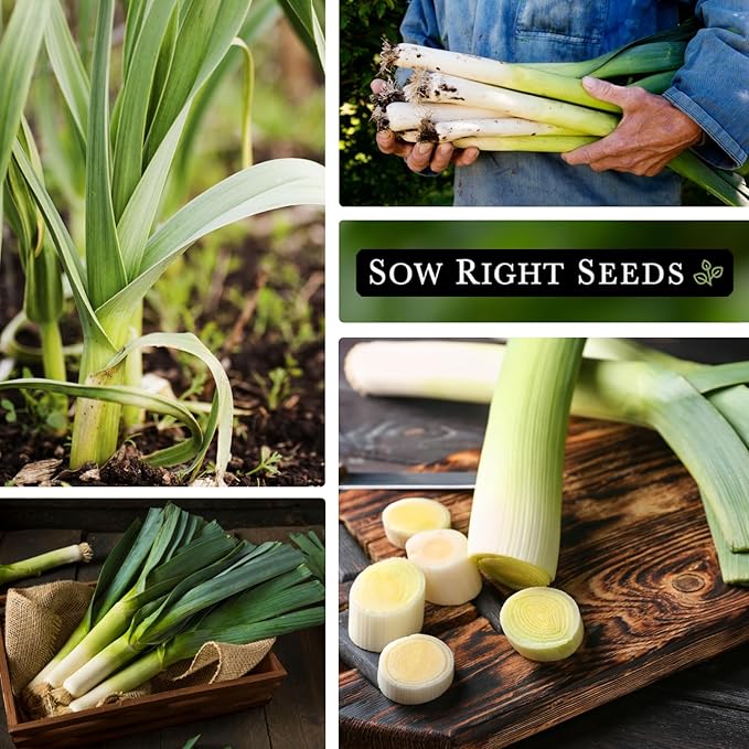 Sow Right Seeds - Giant Leek Seeds for Planting - Non-GMO Heirloom Packet with Instructions to Plant and Grow an Outdoor Home Vegetable Garden - Large Green Chive Onion - Cook Asian Cuisine (2)