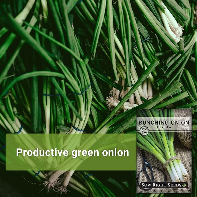 Sow Right Seeds - Heshiko Japanese Bunching Green Onion Seeds for Planting - Non-GMO Heirloom - Instructions to Plant and Grow a Kitchen Garden Indoors or Outdoors - Mild Onion Flavor for Cooking (4)