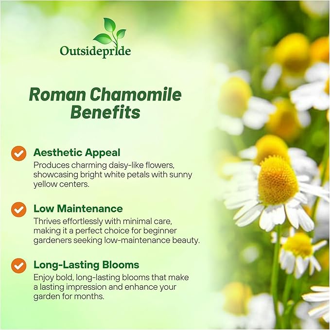 Outsidepride 25000 Seeds Perennial Roman Chamomile Herb Garden Seed for Planting