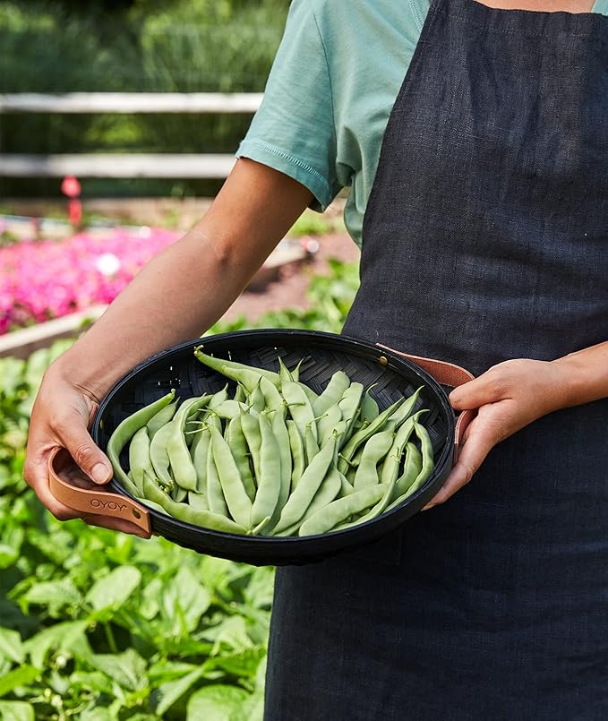 Burpee Early Italian Bush Bean Seeds 2 ounces of seed