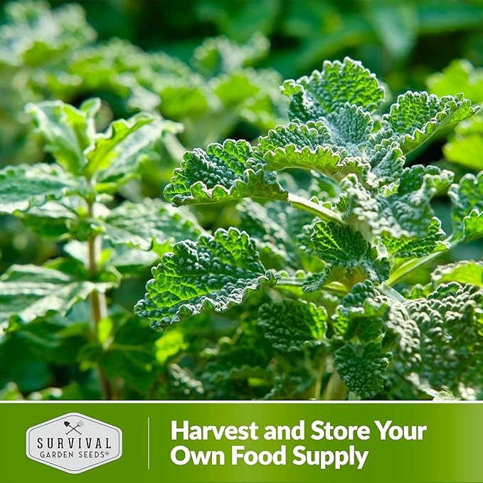 Horehound Seed for Planting - 2 Packets with Instructions to Plant and Grow Beneficial Marrubium Medicinal Herbs in Your Home Vegetable Garden - Non-GMO Heirloom Variety - Survival Garden Seeds