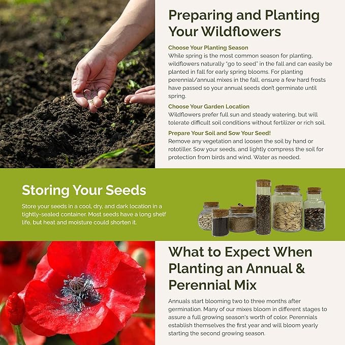 Eden Brothers Poppy Power Flower Mixed Seeds for Planting, 1/4 lb, 120,000+ Seeds with Red Corn, Iceland, California Poppy, Attracts Pollinators, Plant in Spring or Fall, Zones 3, 4, 5, 6, 7, 8, 9, 10