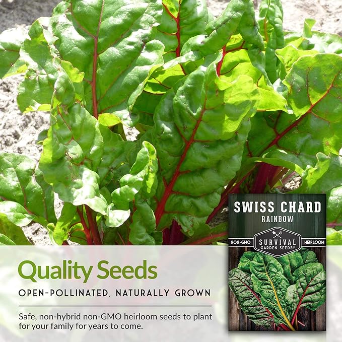 Survival Garden Seeds - Rainbow Swiss Chard Seed for Planting - 2 Packs with Instructions to Plant and Grow Colorful Stalked Vegetable Greens in Your Home Vegetable Garden - Non-GMO Heirloom Variety
