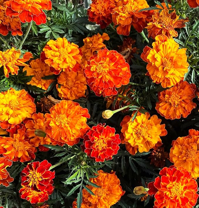 1000+ Perennial Marigold Flower Plant Seed Outdoor-Attracts Bees&Butterflies Fragrant Butterfly