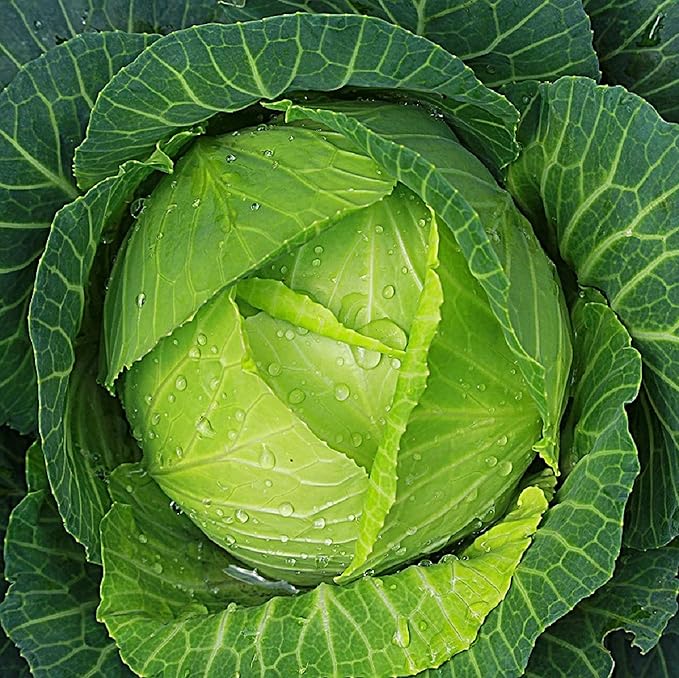 Cabbage Seeds for Planting – Non-GMO Heirloom Vegetable Seeds – Full Instruction Packets to Plant in Your Home Outdoor Garden – Gardening Gift – 200 Copenhagen Cabbage Seeds Per Pack (5 Packets)