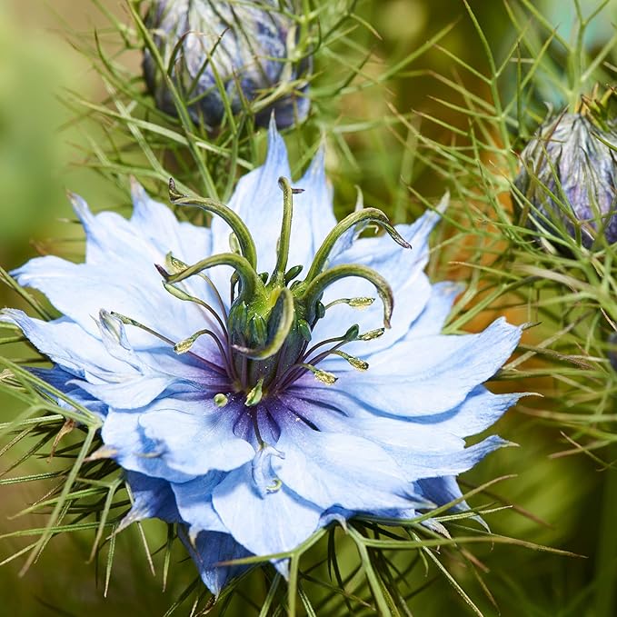Outsidepride 2000 Seeds Annual Nigella Indigo Blue Love-in-a-Mist Flower Seeds for Planting