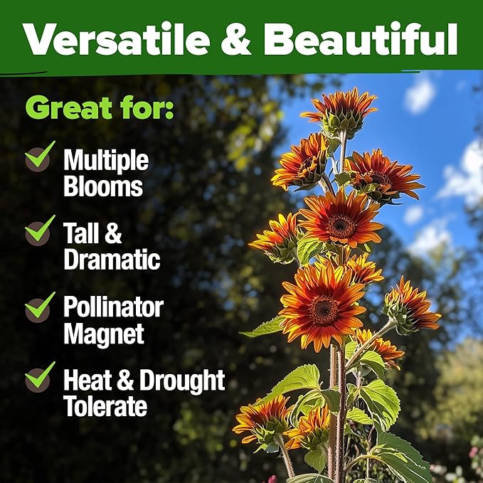 HOME GROWN Autumn Beauty Sunflower Seeds to Plant - 40 Heirloom and Non-GMO Sunflower Seeds for Planting - Blooms for Pollinator Support, and Ornamental Flower Garden (Helianthus annuus)